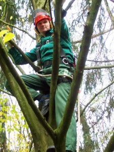 Klettern im kranken Baum